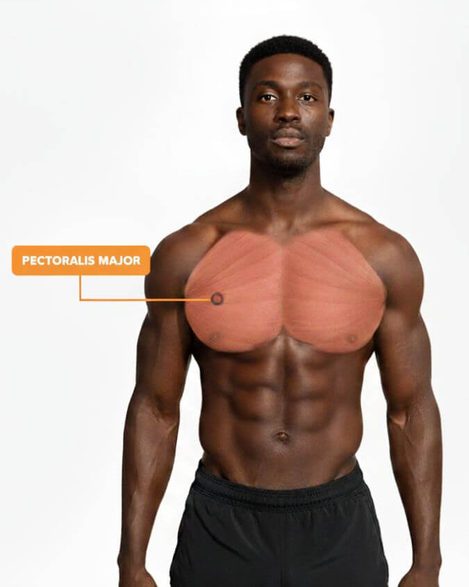 A person that has an overlay highlight the chest muscle anatomy and the primary muscle that will be worked with chest exercises. 